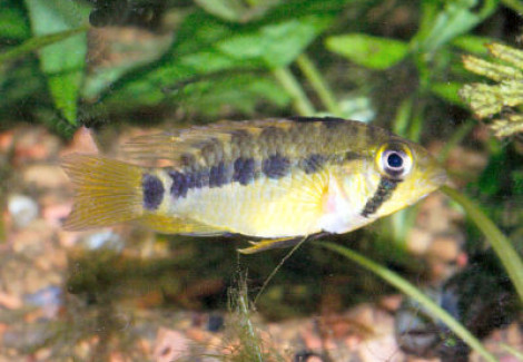 Apistogramma Cacatuoides  Femmina 3Cm