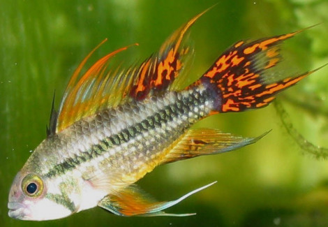 Apistogramma Cacatuoides 2-2,5Cm