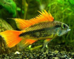 Apistogramma Cacatuoides Double Orange 3-4Cm