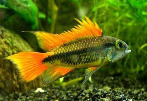 Apistogramma Cacatuoides Double Orange 3-4Cm