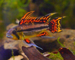 Apistogramma Cacatuoides Double Red  Maschio 3-4