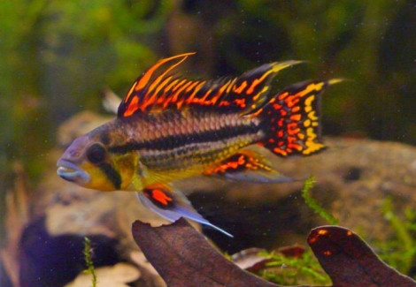 Apistogramma Cacatuoides Double Red  Maschio 3-4