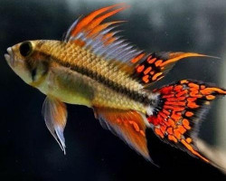 Apistogramma Cacatuoides Double Red Maschio Xl