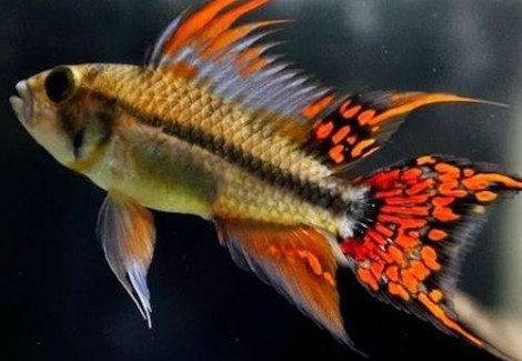 Apistogramma Cacatuoides Double Red Maschio Xl