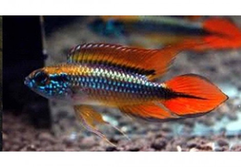 Apistogramma Cacatuoides Gold Double Red 3-4