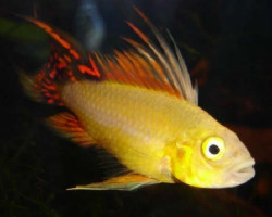 Apistogramma Cacatuoides Gold Red 3 - 3,5Cm