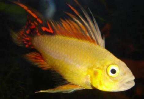 Apistogramma Cacatuoides Gold Red 3 - 3,5Cm