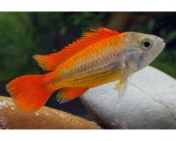 Apistogramma Cacatuoides Mega Orange 3-4Cm