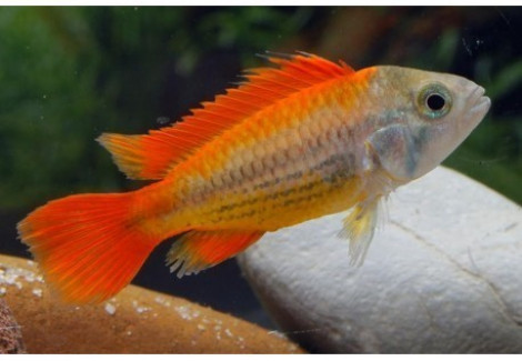 Apistogramma Cacatuoides Mega Orange 3-4Cm