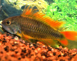 Apistogramma Cacatuoides Orange  Femmina 2,5-3