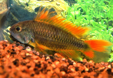 Apistogramma Cacatuoides Orange  Femmina 2,5-3