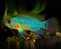 Apistogramma Caetey 3-4