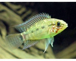 Apistogramma Commbrae Red Mask 2,5-3