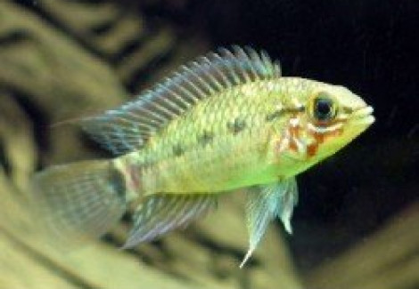 Apistogramma Commbrae Red Mask 2,5-3