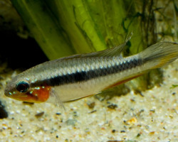 Apistogramma Elizabetae 1,5-2