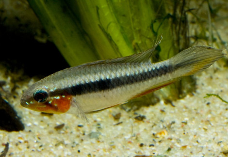 Apistogramma Elizabetae 1,5-2