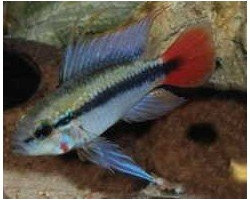 Apistogramma Erythrua(Maciliensis) Super Red 2-3,5