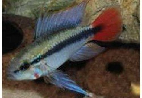 Apistogramma Erythrua(Maciliensis) Super Red 2-3,5