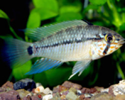 Apistogramma Geisleri 2,5-3,5