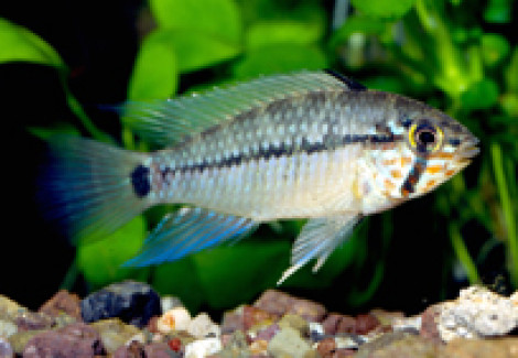 Apistogramma Geisleri 2,5-3,5