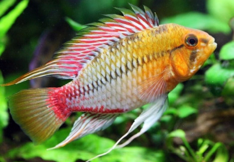 Apistogramma Hongsloi 2,5-3