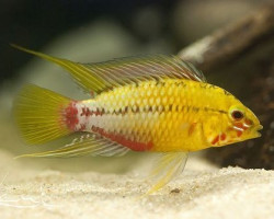 Apistogramma Hongsloi Gold 3-4Cm