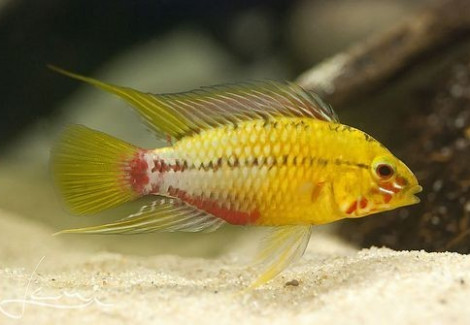 Apistogramma Hongsloi Gold 3-4Cm