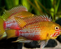 Apistogramma Hongsloi Red-Gold 3,5-5Cm