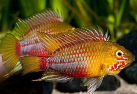 Apistogramma Hongsloi Red-Gold 3,5-5Cm