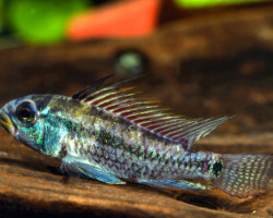 Apistogramma Juriensis 3,5-4,5