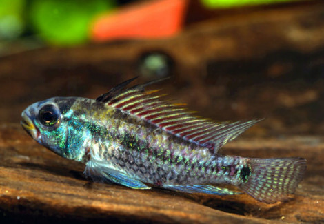 Apistogramma Juriensis 3,5-4,5