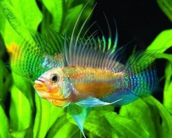 Apistogramma Juruensis 3Cm