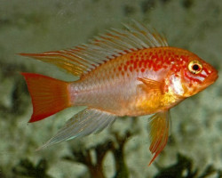 Apistogramma Macmasteri Gold Red Mask 3 - 4Cm