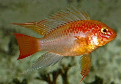 Apistogramma Macmasteri Gold Red Mask 3 - 4Cm