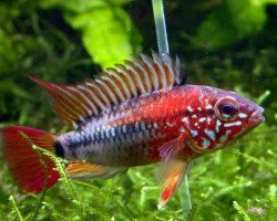 Apistogramma Macmasteri Red Head 3-4Cm