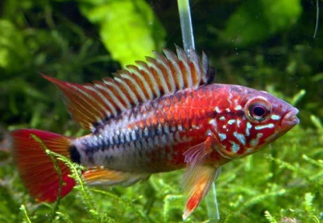 Apistogramma Macmasteri Red Head 3-4Cm