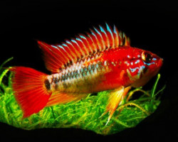 Apistogramma Macmasteri Red Mask 3 - 4Cm