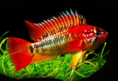 Apistogramma Macmasteri Red Mask 3 - 4Cm