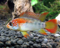 Apistogramma Macmasteri Red Neck 3 - 4Cm