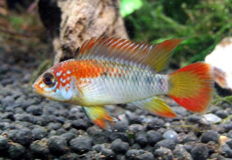 Apistogramma Macmasteri Red Neck 3 - 4Cm