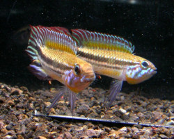 Apistogramma Mendezi 3 - 4