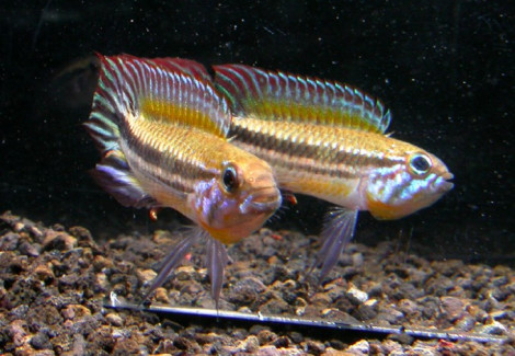 Apistogramma Mendezi 3 - 4