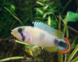 Apistogramma Pandurini 3-4Cm