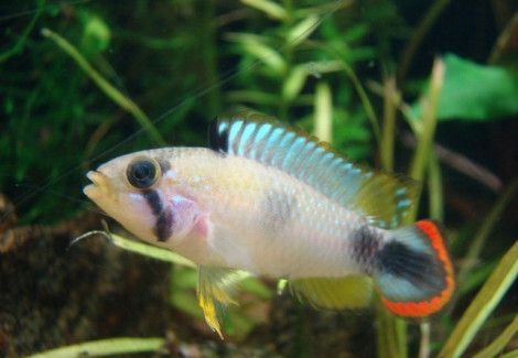 Apistogramma Pandurini 3-4Cm