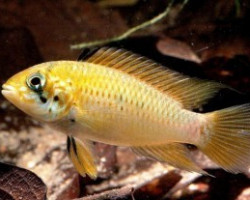 Apistogramma Red Point 3-4Cm