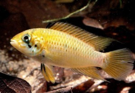 Apistogramma Red Point 3-4Cm