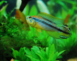 Apistogramma Regani Rio Tefe 2,5-3,5