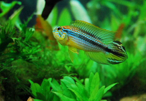 Apistogramma Regani Rio Tefe 2,5-3,5