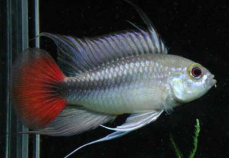 Apistogramma Rio Mamore 2,5-3