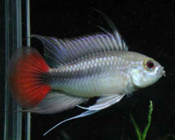 Apistogramma Rio Mamore 3-4Cm